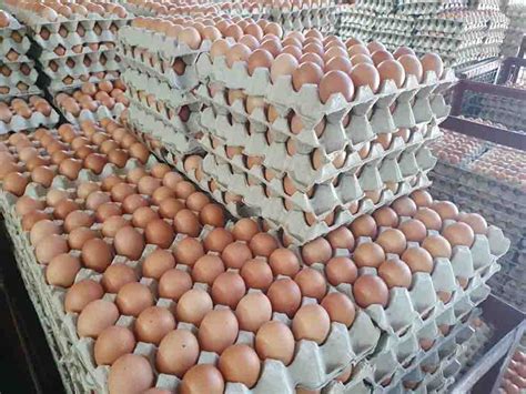 egg singapore sem company